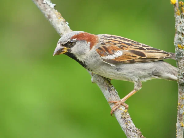 House Sparrow Passer Domesticus Male Closeup — Stock Photo, Image