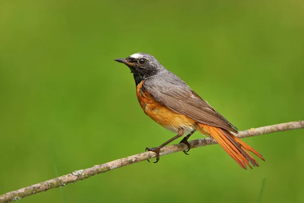 stock image Common redstart (Phoenicurus phoenicurus) male on a branch.