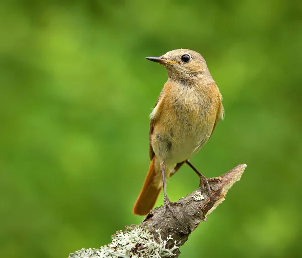 Common Redstart Phoenicurus Phoenicurus Female Branch — Stock Photo, Image