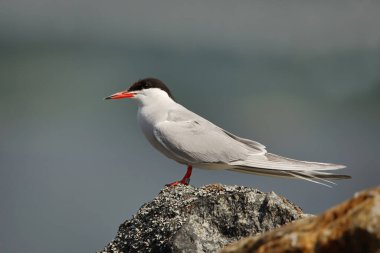 Bir kayanın üzerinde dinlenen deniz feneri (Sterna hirundo).