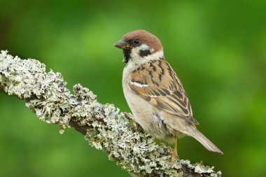 Bir dalda oturan Avrasya ağaç serçesi (Passer montanus).