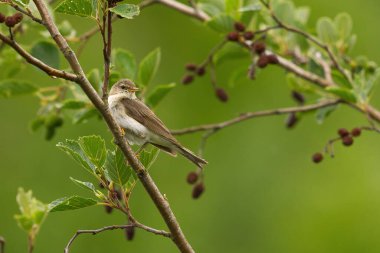 Ağaçta oturan söğüt bülbülü (Phylloscopus trochilus).