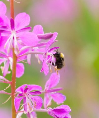 Erken dönem yaban arısı ya da erken dönem yaban arısı (Bombus pratorum) dölleme.