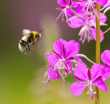 Bombus bohemicus. Çingenenin guguk kuşu olarak da bilinir. Çiçeklere uçan yabanarısı..