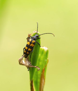 Longhorn böceği (Leptura quadrifasciata) bir bitki üzerinde.
