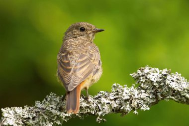 Yazın bir dalda oturan yaygın kızılağaç (Phoenicurus phoenicurus) yavrusu.