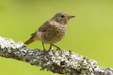 Yazın bir dalda oturan yaygın kızılağaç (Phoenicurus phoenicurus) yavrusu.