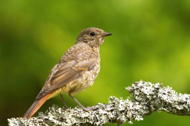 Yazın bir dalda oturan yaygın kızılağaç (Phoenicurus phoenicurus) yavrusu.