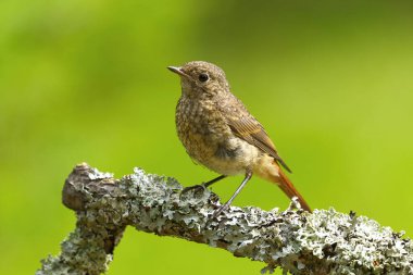 Yazın bir dalda oturan yaygın kızılağaç (Phoenicurus phoenicurus) yavrusu.