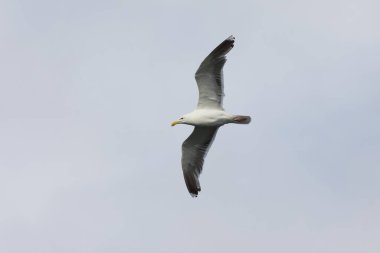 Gökyüzünde uçan büyük siyah sırtlı martı (Larus marinus).