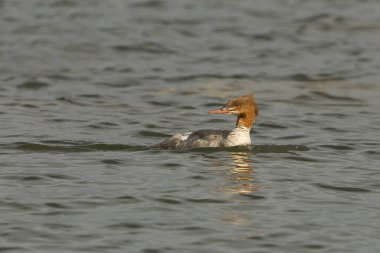 Goosander ya da bilinen merganser (Mergus merganser) dişisi denizde yüzüyor.