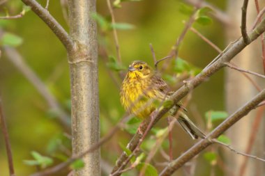 Ağaçta oturan sarı çekiç (Emberiza citrinella).