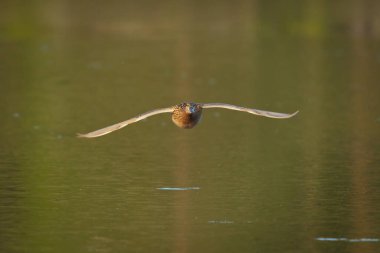 Dişi yaban ördeği (Anas platyrhynchos) su seviyesinin üzerinde uçar.