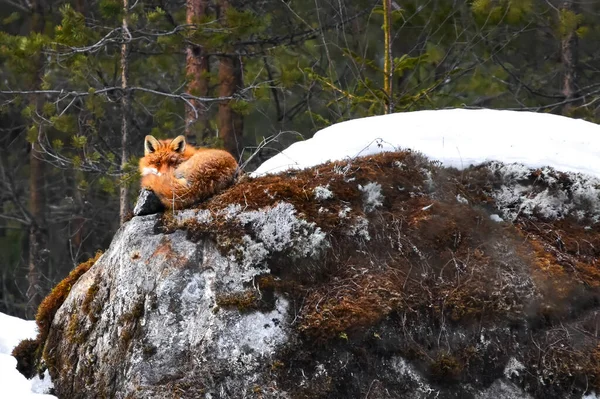 Kızıl Tilki Vulpes Vulpes Kışın Bir Kayanın Üzerinde Dinleniyor — Stok fotoğraf