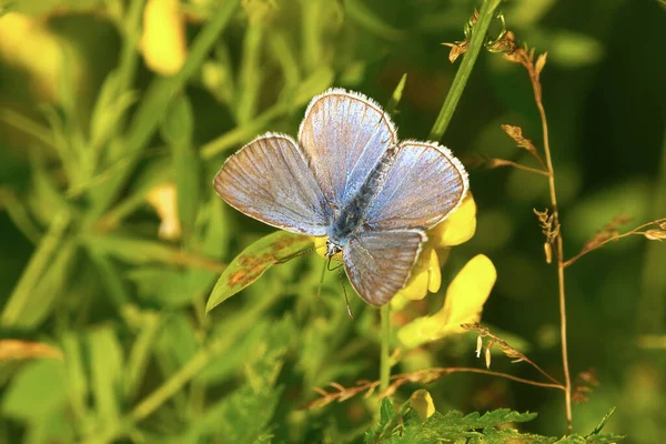 Közönséges Kék Pillangó Vagy Európai Közönséges Kék Polyommatus Icarus Sárga — Stock Fotó