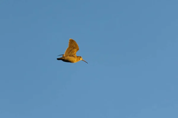 Euroasiática Woodcock Scolopax Rusticola Volando Por Noche — Foto de Stock