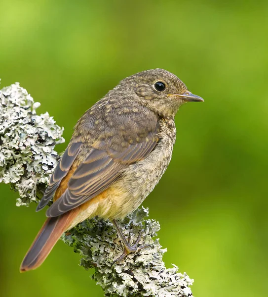 Common Redstart Phoenicurus Phoenicurus Juvenile Sitting Branch Summer — Stock Photo, Image