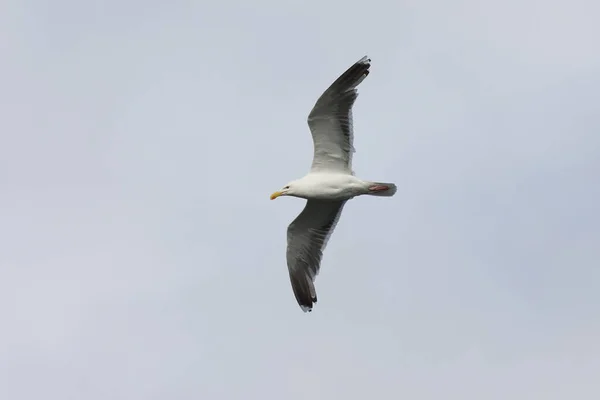 Great Black Backed Gull Larus Marinus Flying Sky — Stock Photo, Image
