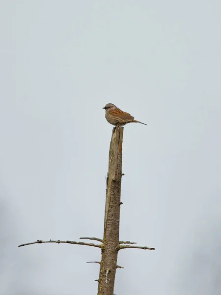 Dunnock (Prunella modularis) ağaç tepesinde oturuyor.