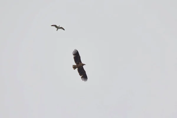 Orel Běloocasý Haliaeetus Albicilla Létající Obloze Zatímco Racek Obtěžuje — Stock fotografie