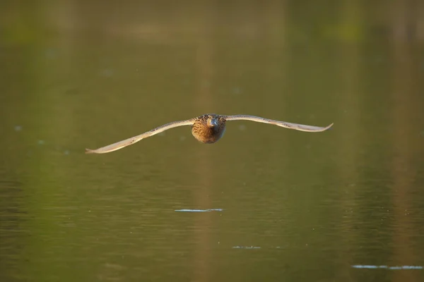 雌性野鸭 Anas Platyrhynchos 飞越水面 — 图库照片