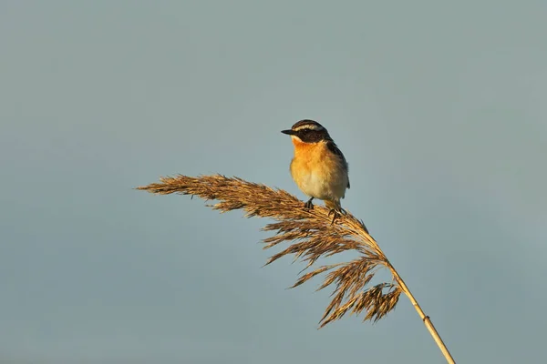 Whinchat Saxicola Rubetra Male Sitting Top Reed Early Morning Light — Stock Photo, Image
