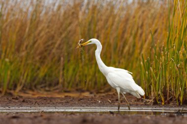 Büyük Akbalıkçıl (Ardea alba) zirvesinde küçük bir kuzey turnabalığı ile.