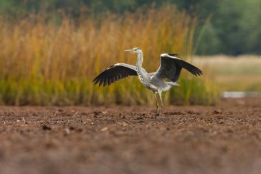 Gri balıkçıl (Ardea cinerea) çamura iniyor.