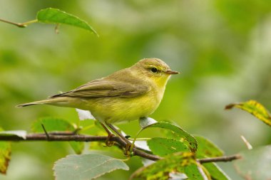 Bir dalda oturan söğüt bülbülü (Phylloscopus trochilus).