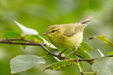 Bir dalda oturan söğüt bülbülü (Phylloscopus trochilus).