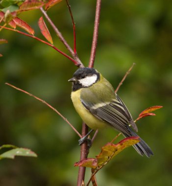 büyük baştankara (parus önemli) bir dal üzerinde oturan.