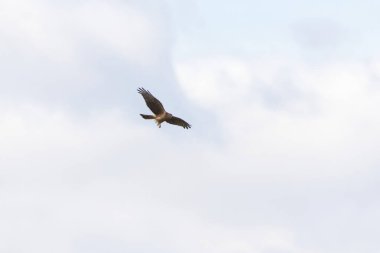 Hen harrier (Sirk siyaneusu) dişi bulutlu gökyüzünde uçuyor.