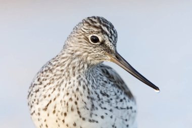 Bataklıklarda yaygın olarak görülen yeşillik (Tringa nebularia) yakın çekim.