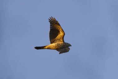 Gökyüzünde uçan genç atmaca (Accipiter gentilis)..