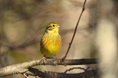 Sarı Çekiç (Emberiza citrinella) bir dala oturmuş.