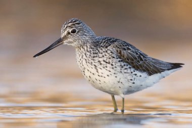 Nebularia (Tringa nebularia), sulak alanlarda suyun içinde duruyor..
