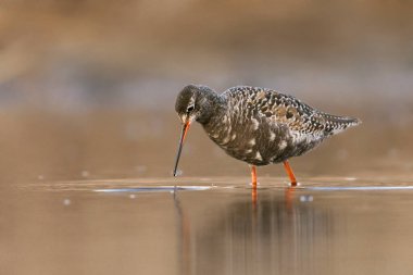 Benekli kırmızı böğürtlen (Tringa erythropus) gün batımında sulak alanlarda yiyecek ararken ve suyun içinde dururken görüldü..
