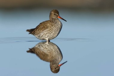 Suya yansıyan sulak alanlarda yiyecek arayan yaygın redshank veya redshank (Tringa totanus).