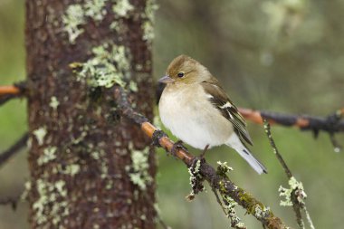 Alelade papatya (Fringilla coelebs) ladin 'de oturan kadın.