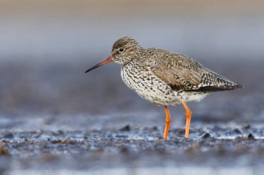 Bataklıklarda çamurda ayakta duran yaygın redshank veya redshank (Tringa totanus).