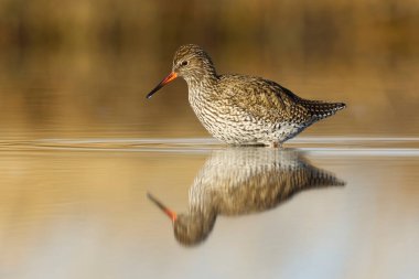 Sudaki sulak sularda yiyecek arayan yaygın redshank veya redshank (Tringa totanus) (Tringa totanus).