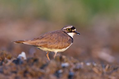 Gün batımında çamurlu tarlada duran küçük pulluklu (Charadrius dubius).