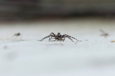 Acantholycosa lignaria, bir kurt örümcek türü yerde bir sivrisinek yiyor..