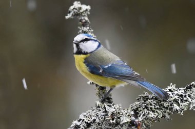 Eurasian blue tit (Cyanistes caeruleus) sitting on a branch in the snowfall.