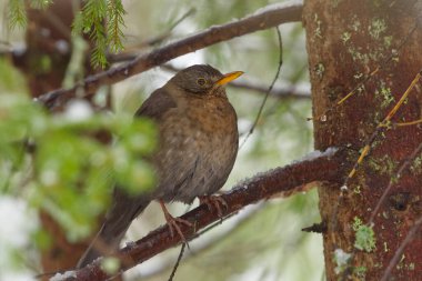 Sıradan bir karatavuk ya da Avrasya karatavuğu (Turdus merula) dişisi ladin içinde oturmuş buzlu yağmurdan saklanıyor.