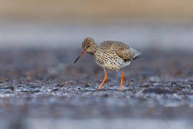 Bataklıktaki çamurdan yiyecek arayan yaygın redshank veya redshank (Tringa totanus).