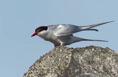 Arktik deniz feneri (Sterna paradisaea) avını yakalamak için dibe dalmaya hazır bir kaya üzerinde.