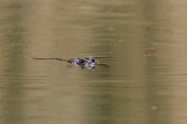 Su yüzeyinde yüzen kurbağa, Avrupa kurbağası ya da kurbağa (bufo bufo).