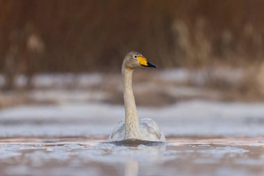 İlkbaharın başında nehirde yüzen Whooper Swan (Cygnus cygnus).