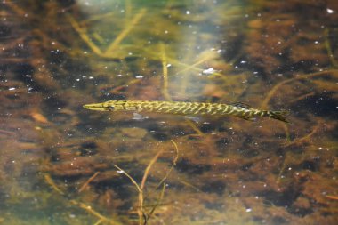 Nehirdeki küçük kuzey turna balığı (esox lucius).